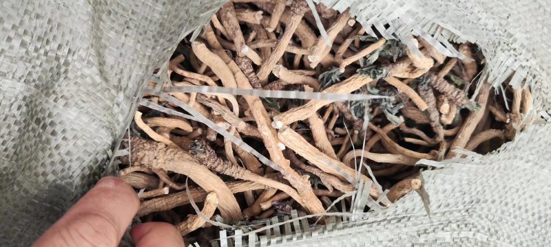 全干小叶板蓝根