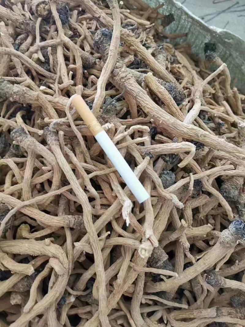 全干小叶板蓝根