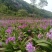 宽叶白芨苗，纯紫花，大白芨苗，基地发货，各种规格都有货