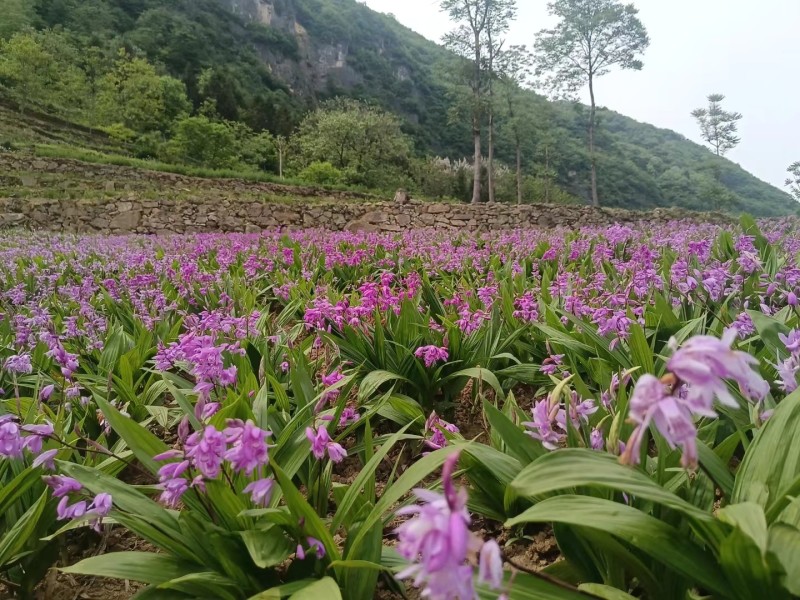 宽叶白芨苗，纯紫花，大白芨苗，基地发货，各种规格都有货