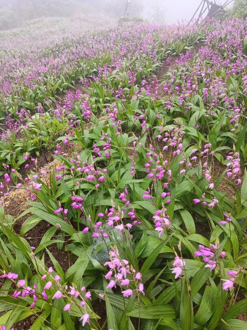 宽叶白芨苗，纯紫花，大白芨苗，基地发货，各种规格都有货