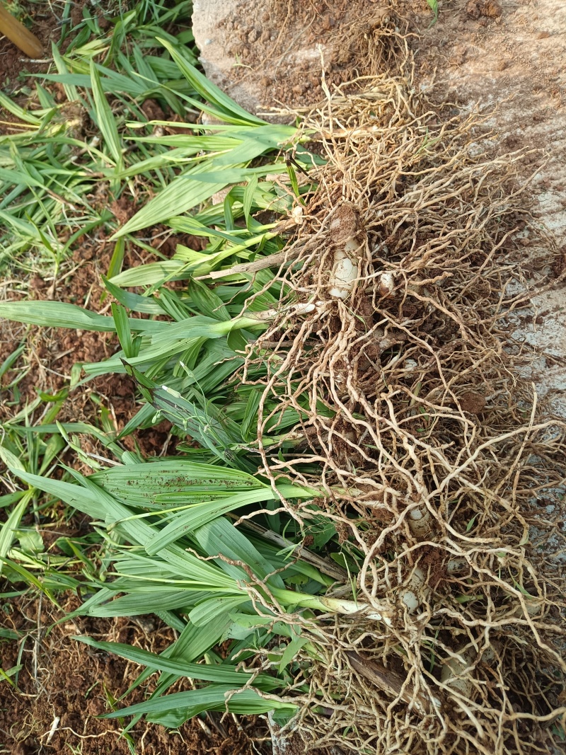 宽叶白芨苗，纯紫花，大白芨苗，基地发货，各种规格都有货