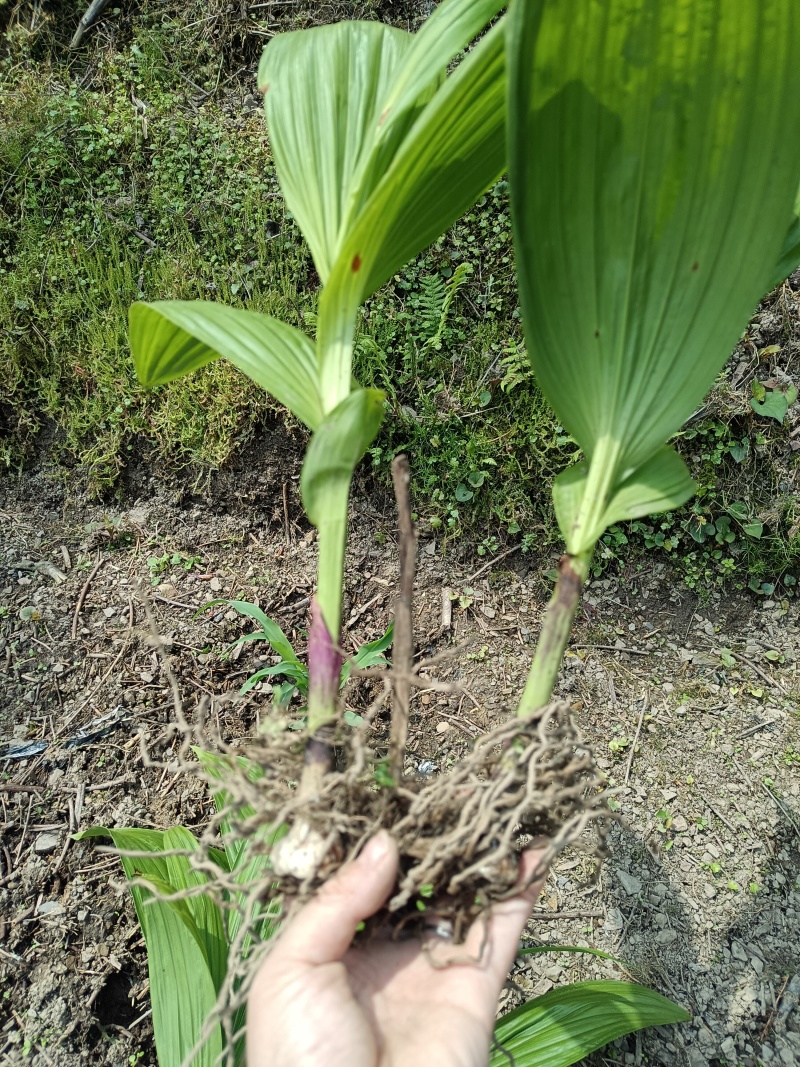 宽叶白芨苗，纯紫花，大白芨苗，基地发货，各种规格都有货