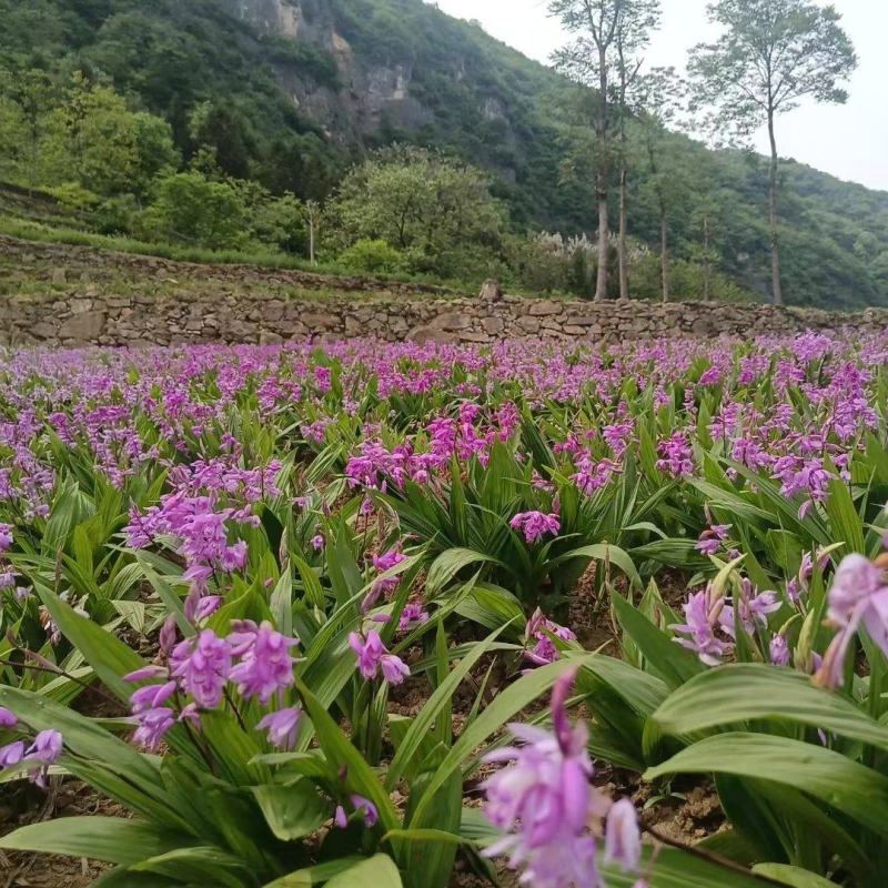 宽叶白芨苗，纯紫花，大白芨苗，基地发货，各种规格都有货