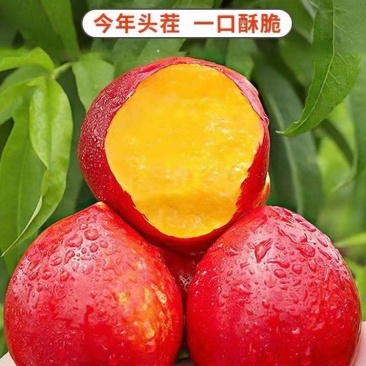 🅰中油42526个头大脆甜对接市场电商