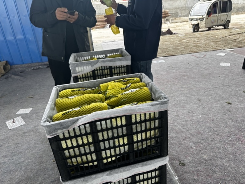 东方密羊角蜜红玉甜瓜大量上市一手货源品质保障