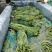 云南保山精品豇豆对接全国量大从优价格美丽质量好欢迎采购