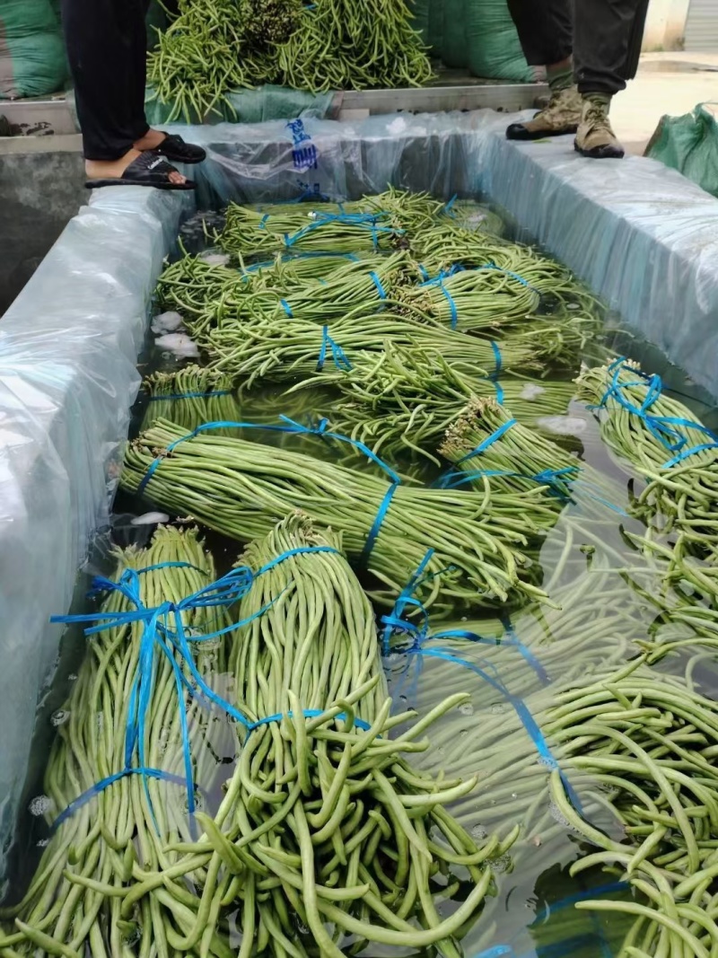 云南保山精品豇豆对接全国量大从优价格美丽质量好欢迎采购