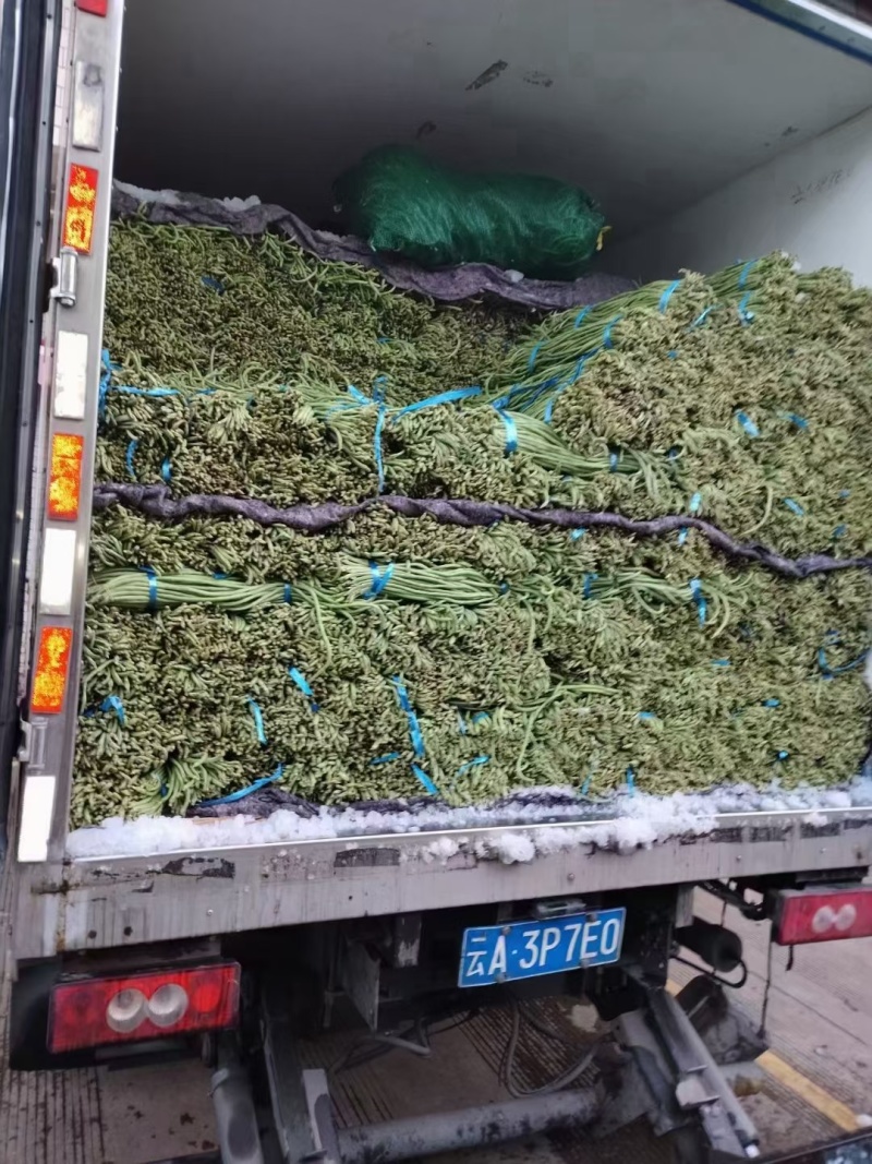 云南保山精品豇豆对接全国量大从优价格美丽质量好欢迎采购