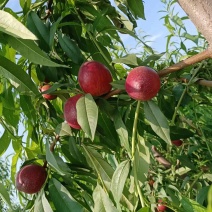 油桃，中油27，黄心