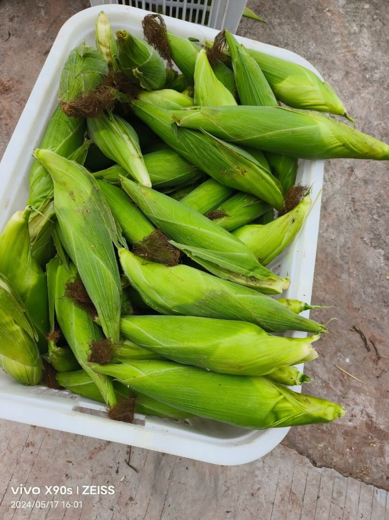 白玉米，自贡万糯2000。188都有。自己基地。一手