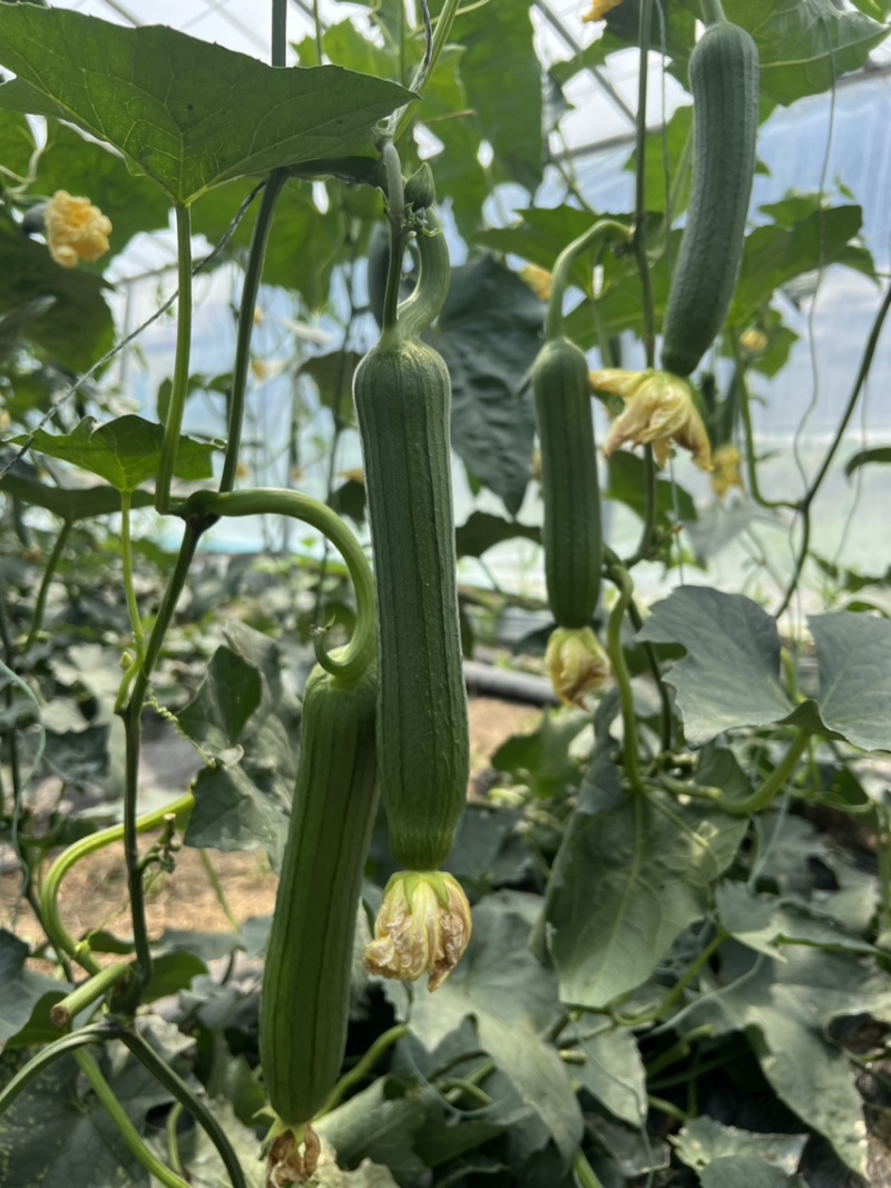油皮丝瓜油皮香丝瓜鲜花丝瓜诚信为本质量保证油丝瓜