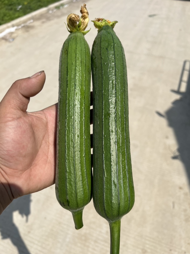 油皮丝瓜香丝瓜油皮香丝瓜品质保证质量上乘丝滑爽口