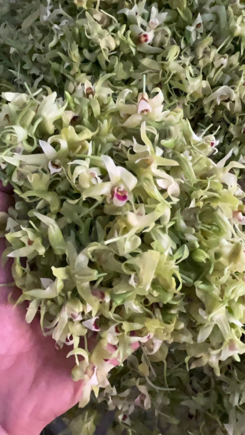 铁皮石斛花，基地直发！！质量保证！一手货源