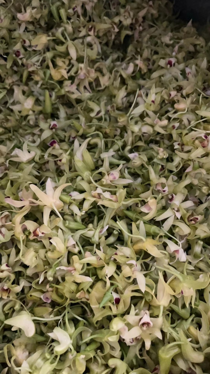 铁皮石斛花，基地直发！！质量保证！一手货源