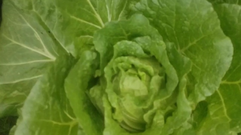 湖北黄心白菜