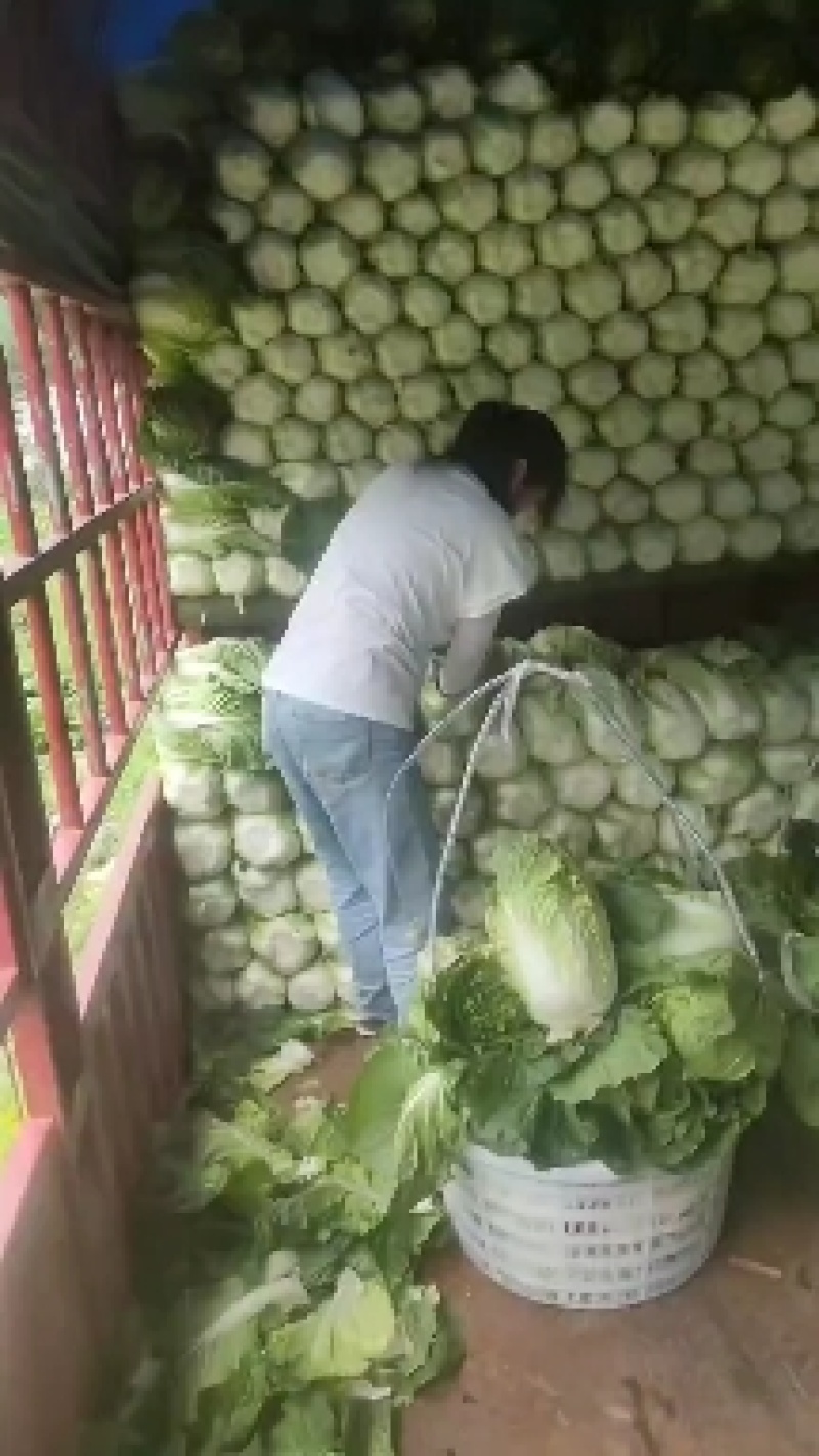 湖北黄心白菜