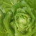 湖北黄心白菜