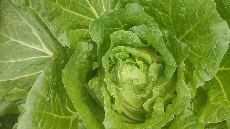 湖北黄心白菜