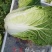 湖北黄心白菜