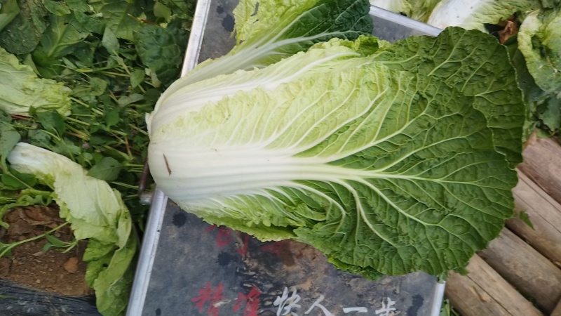 湖北黄心白菜