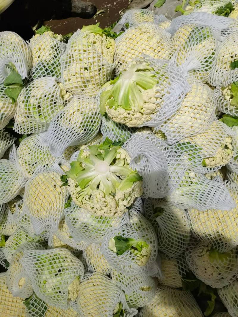 精品有机花河南松花菜货源充足代收代发全国市场