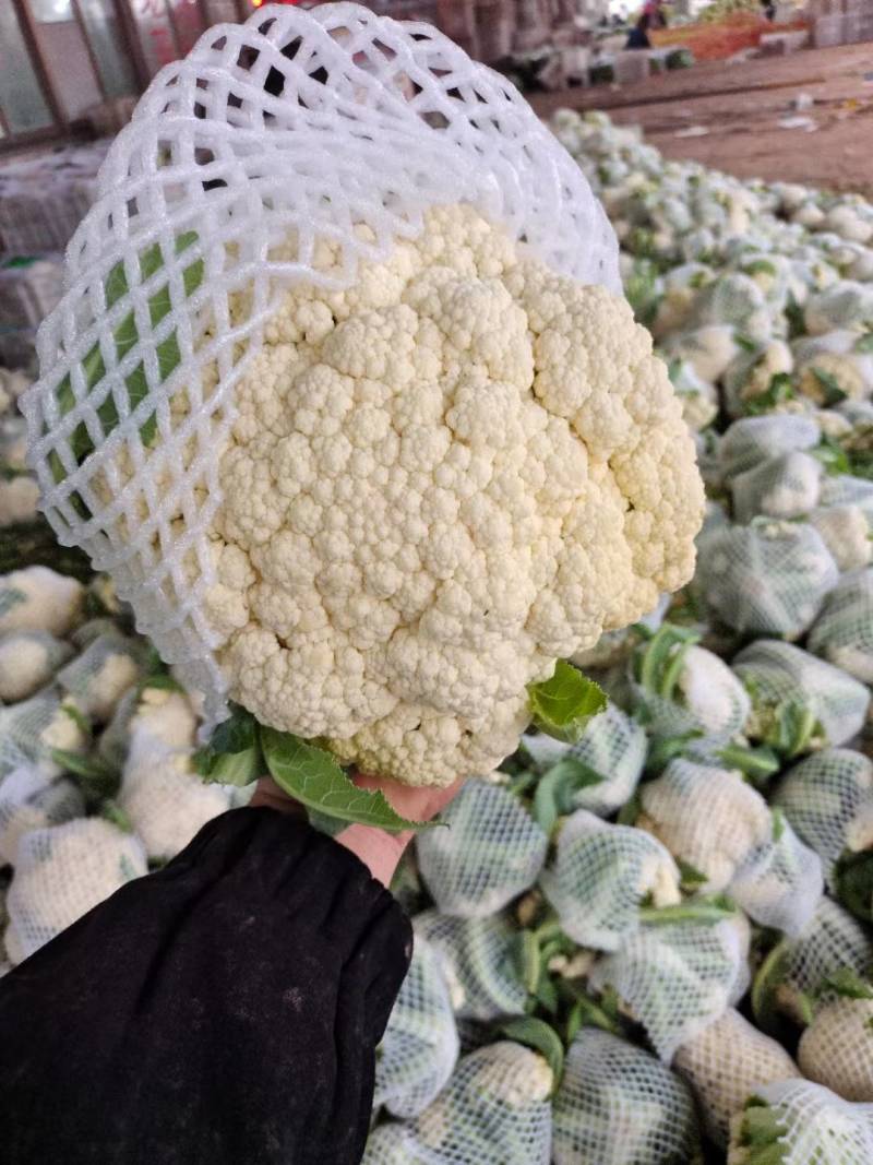 精品有机花河南松花菜货源充足代收代发全国市场