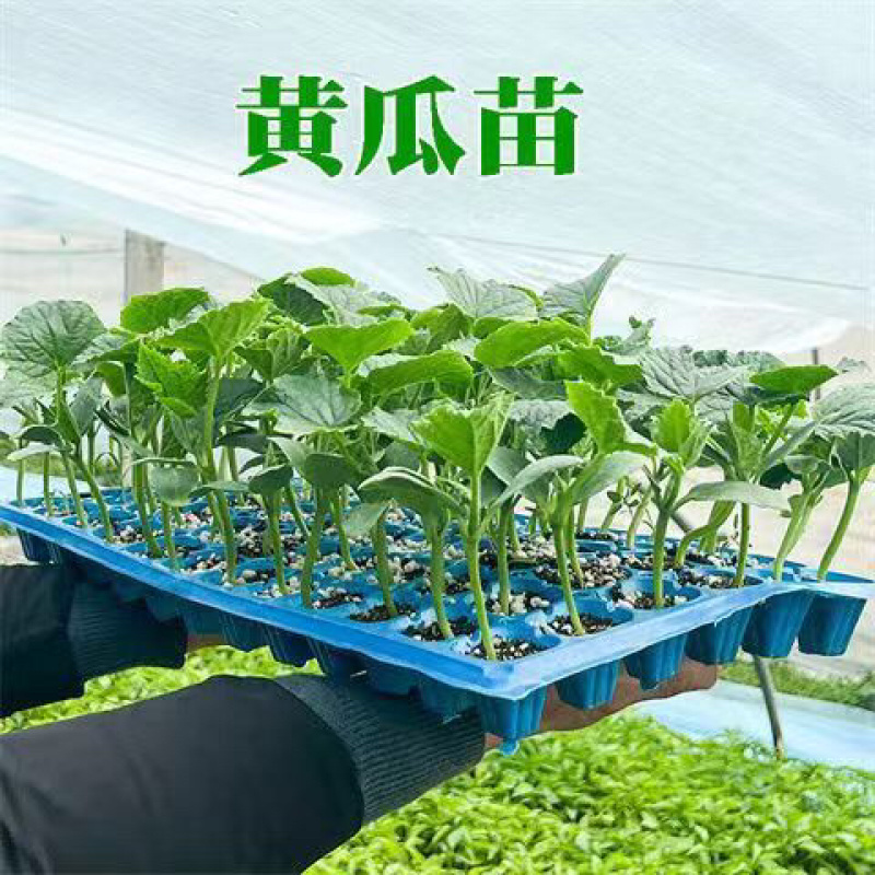 嫁接黄瓜苗水果黄瓜苗基地直发品质保证欢迎合作