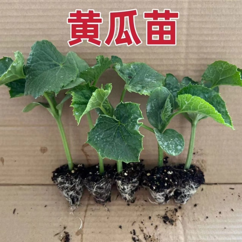 嫁接黄瓜苗水果黄瓜苗基地直发品质保证欢迎合作