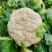 河南菜花有机松花菜小米粒乳白货源充足代收代发全国发货