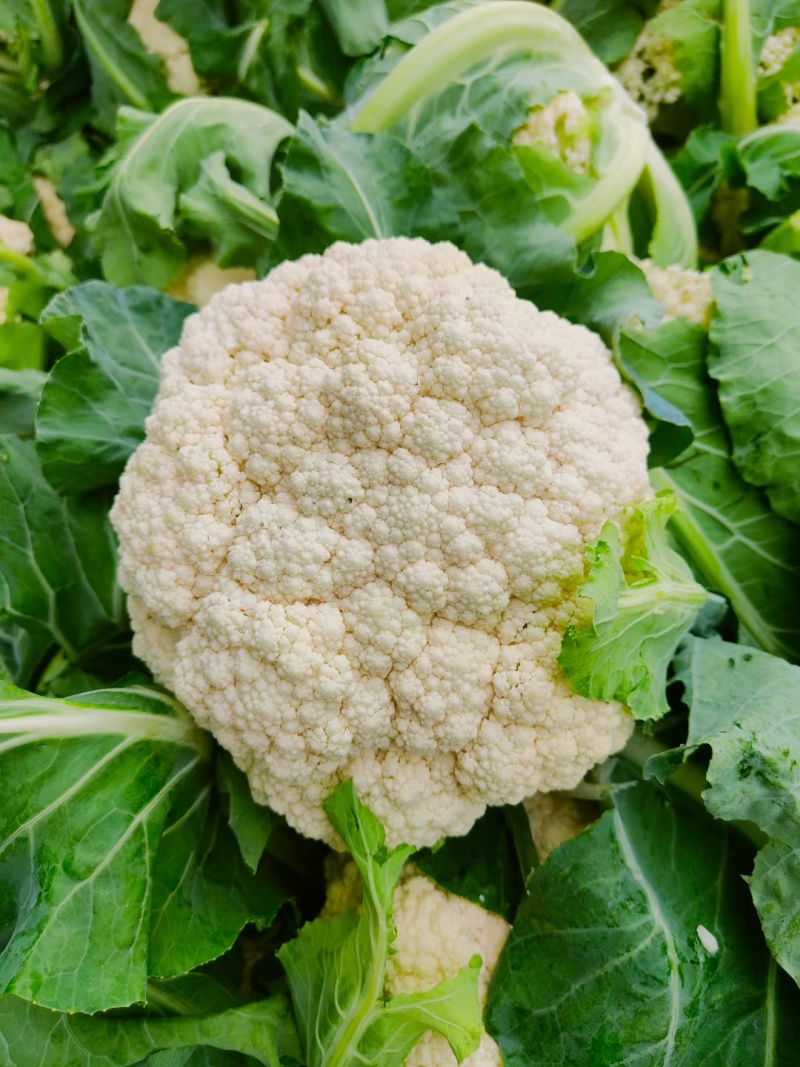 河南菜花有机松花菜小米粒乳白货源充足代收代发全国发货
