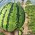 台头麒麟西瓜，自家种植，现摘现发，汁水饱满量大从优欢迎大家选