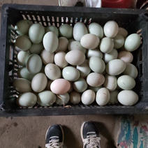 孵化鸭蛋