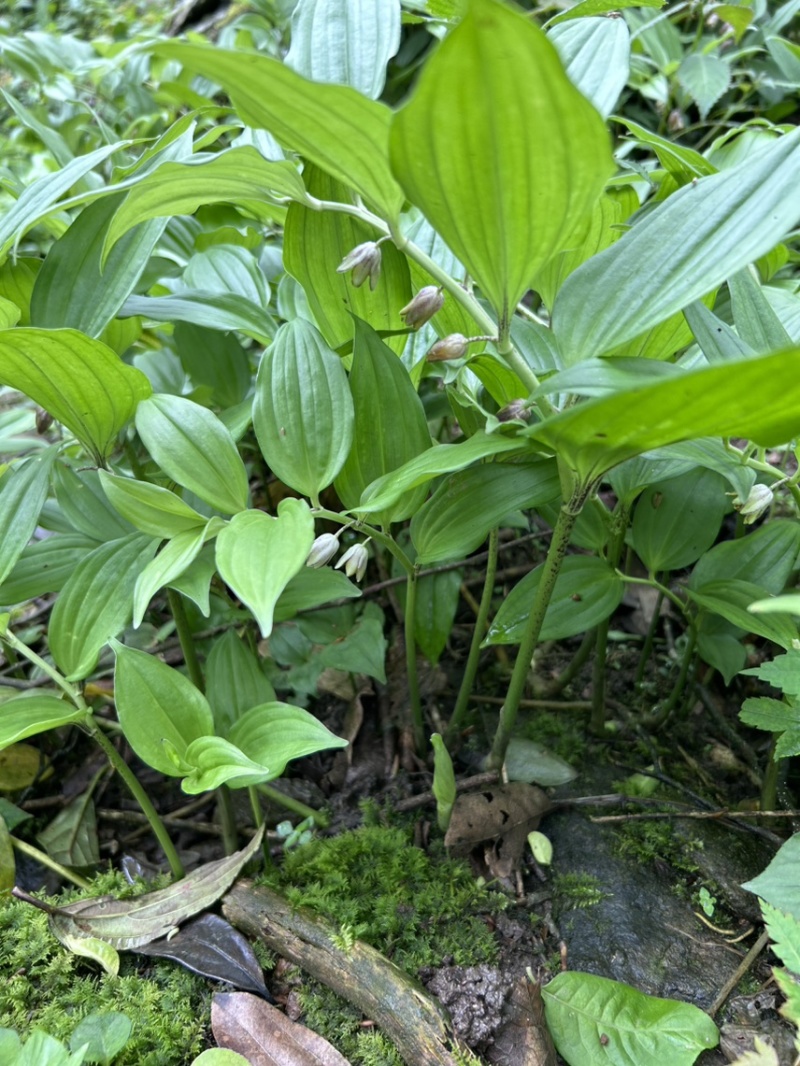 竹根七野生大量货源，需要老板联系，现采现发。量大价优。