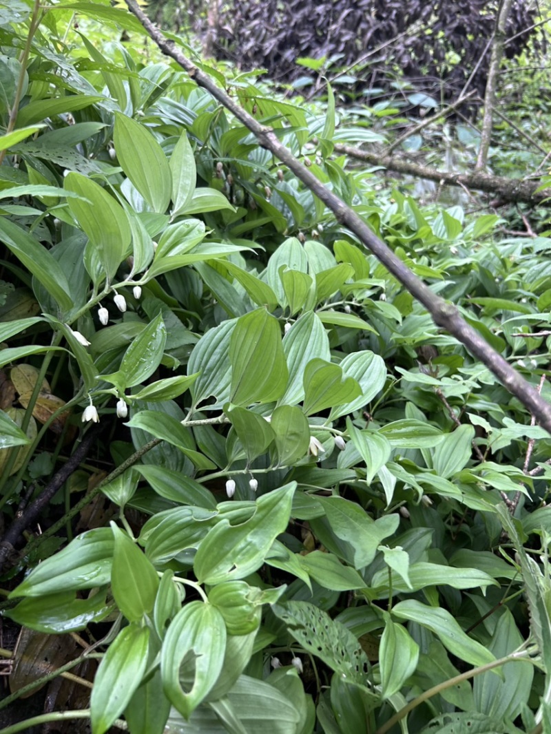 竹根七野生大量货源，需要老板联系，现采现发。量大价优。