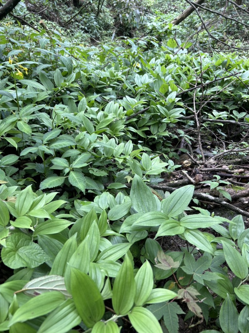竹根七野生大量货源，需要老板联系，现采现发。量大价优。