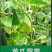 精甲霜灵烯酰吗啉霜霉疫病套餐组合霜疫全打