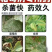 精甲霜灵烯酰吗啉霜霉疫病套餐组合霜疫全打