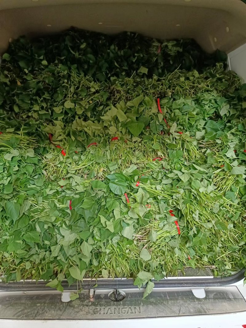 薯苗，秦薯五号大量供应，质量保证，欢迎合作共赢。