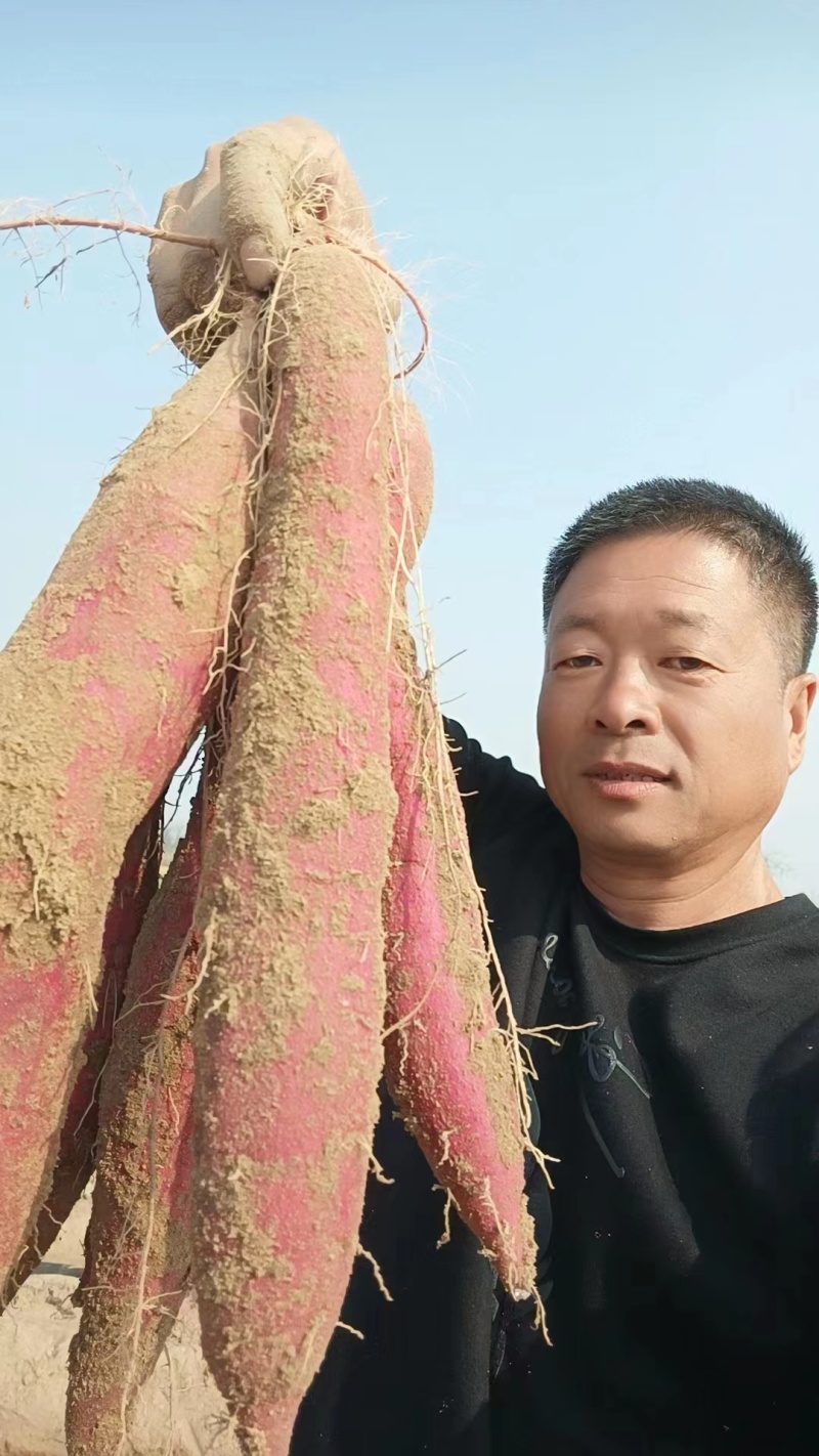 薯苗，秦薯五号大量供应，质量保证，欢迎合作共赢。