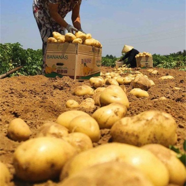 山东平度黄心土豆荷兰土豆沃土v7希森大量供应