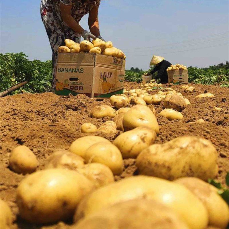 山东平度黄心土豆荷兰土豆沃土v7希森大量供应