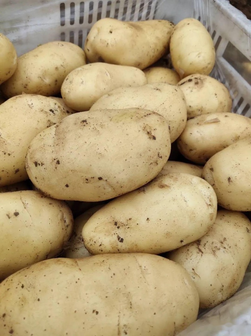 山东平度黄心土豆荷兰土豆沃土v7希森大量供应