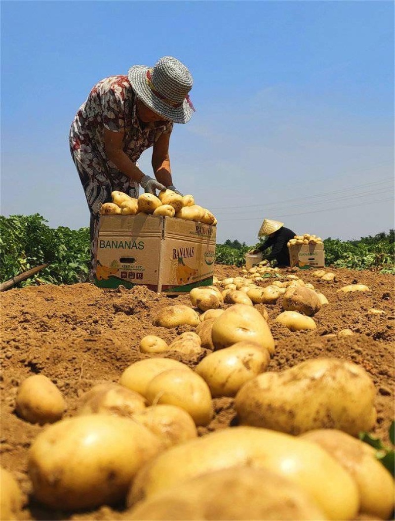 山东平度黄心土豆荷兰土豆沃土v7希森大量供应