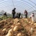 山东平度黄心土豆荷兰土豆沃土v7希森大量供应