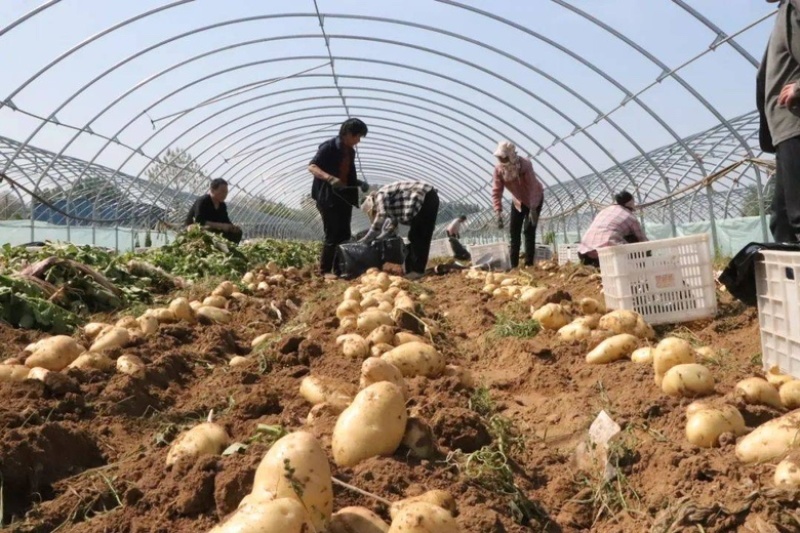 山东平度黄心土豆荷兰土豆沃土v7希森大量供应