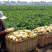 山东平度黄心土豆荷兰土豆沃土v7希森大量供应