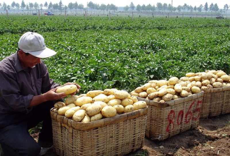 山东平度黄心土豆荷兰土豆沃土v7希森大量供应