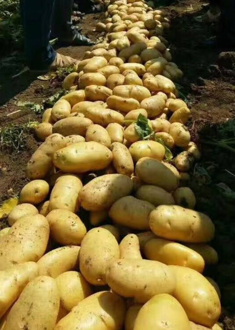 山东平度黄心土豆荷兰土豆沃土v7希森大量供应