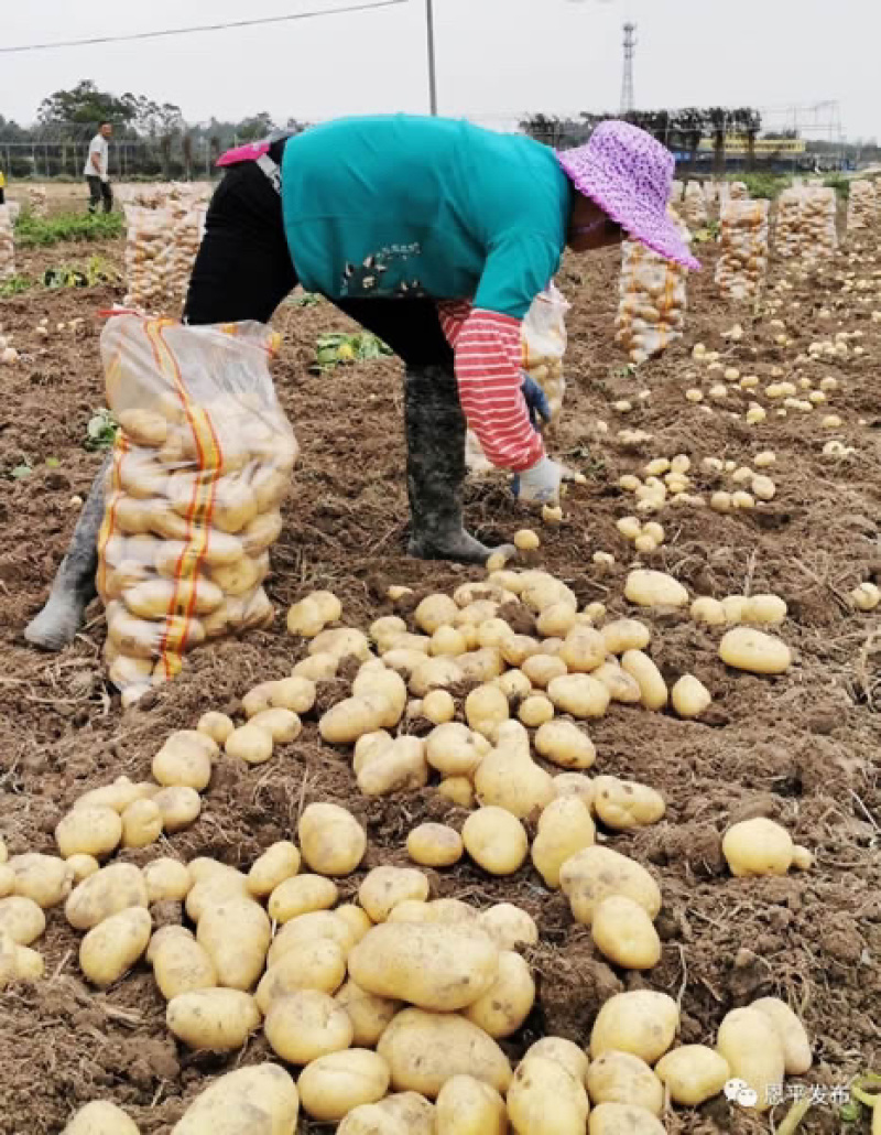 山东平度黄心土豆荷兰土豆沃土v7希森大量供应